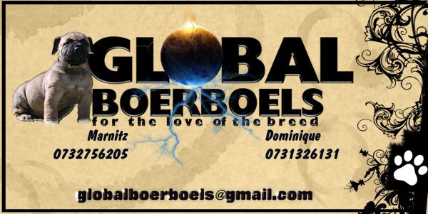 Global Boerboels